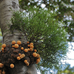 Misodendrum punctulatum