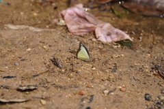 Appias lyncida eleonora