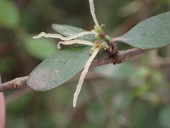 Coprosma crassifolia