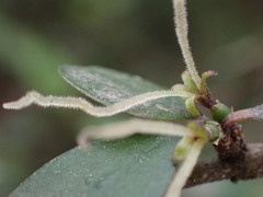 Coprosma crassifolia