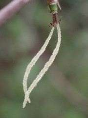 Coprosma crassifolia