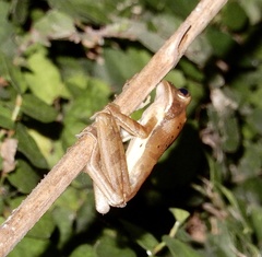 Polypedates maculatus