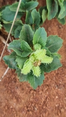 Acanthospermum australe