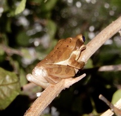 Polypedates maculatus
