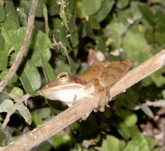 Polypedates maculatus