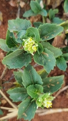 Acanthospermum australe