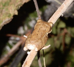 Polypedates maculatus