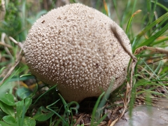 Lycoperdon excipuliforme