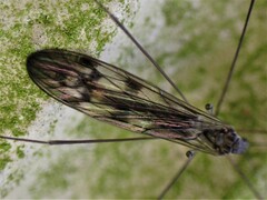 Dicranomyia