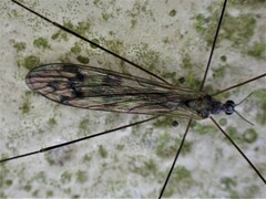 Dicranomyia
