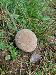 Lycoperdon excipuliforme
