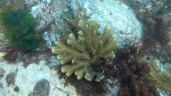 Fucus serratus
