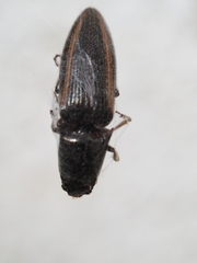 Pityobiinae