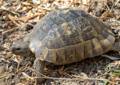 Testudo graeca