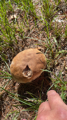 Calvatia cyathiformis