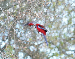 Platycercus elegans elegans