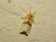 Euproctis molunduana