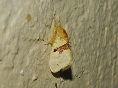 Euproctis molunduana