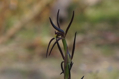 Lyperanthus suaveolens
