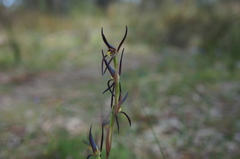 Lyperanthus suaveolens