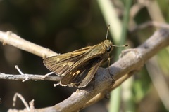 Panoquina errans