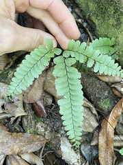 Adiantum diaphanum