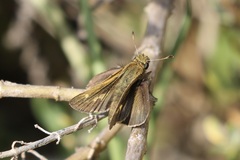 Panoquina errans