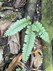 Adiantum diaphanum