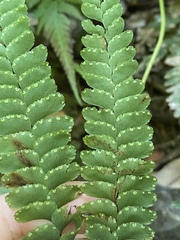 Adiantum diaphanum