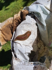 Triboniophorus graeffei