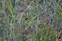 Lyperanthus suaveolens