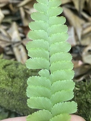 Adiantum diaphanum