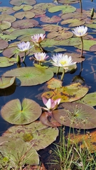 Nymphaea