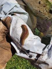 Triboniophorus graeffei