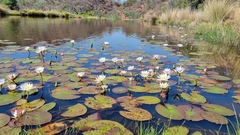 Nymphaea