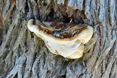 Ganoderma resinaceum