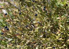 Chrysojasminum fruticans