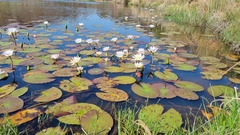 Nymphaea