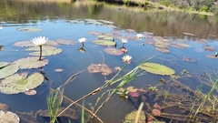 Nymphaea