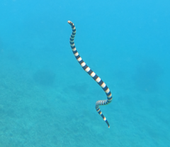 Laticauda saintgironsi