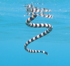 Laticauda saintgironsi