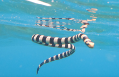 Laticauda saintgironsi