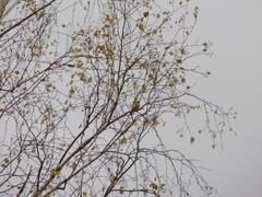 Phylloscopus collybita