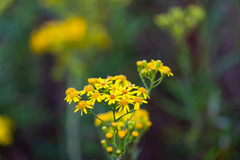 Senecio polyanthemoides