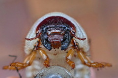 Oryctes rhinoceros