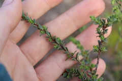 Pimelea serpyllifolia