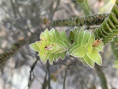 Struthiola argentea