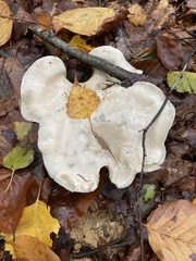 Leucocybe connata