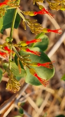 Combretum microphyllum