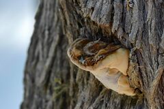 Ganoderma resinaceum